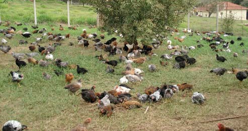 Resultado de imagem para galinhas no quintal