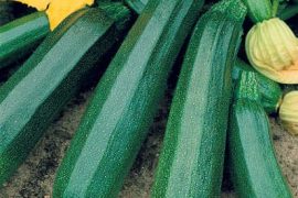 Abobrinha pouca é bobagem! receitas pra se jogar